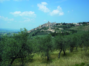 Uliveto nella collina umbra. Foto di Gianni Mania