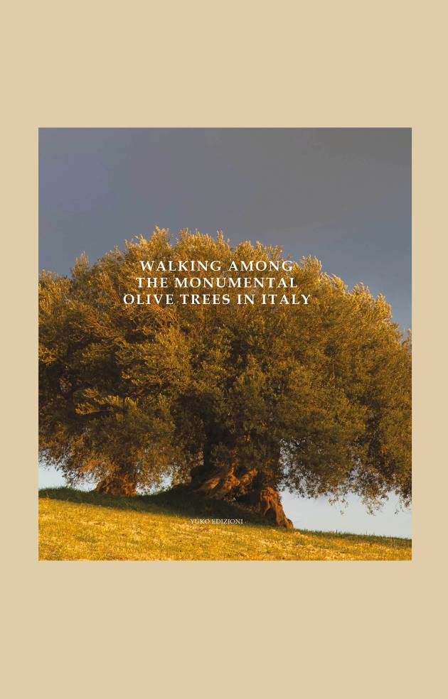 WALKING AMONG THE MONUMENTAL OLIVE TREES IN ITALY