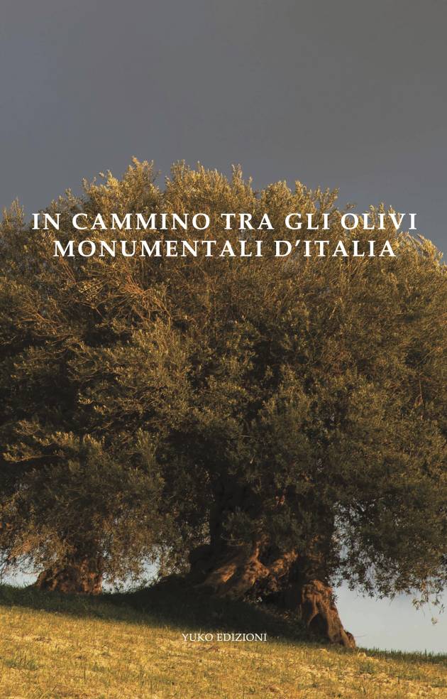 IN CAMMINO TRA GLI OLIVI MONUMENTALI