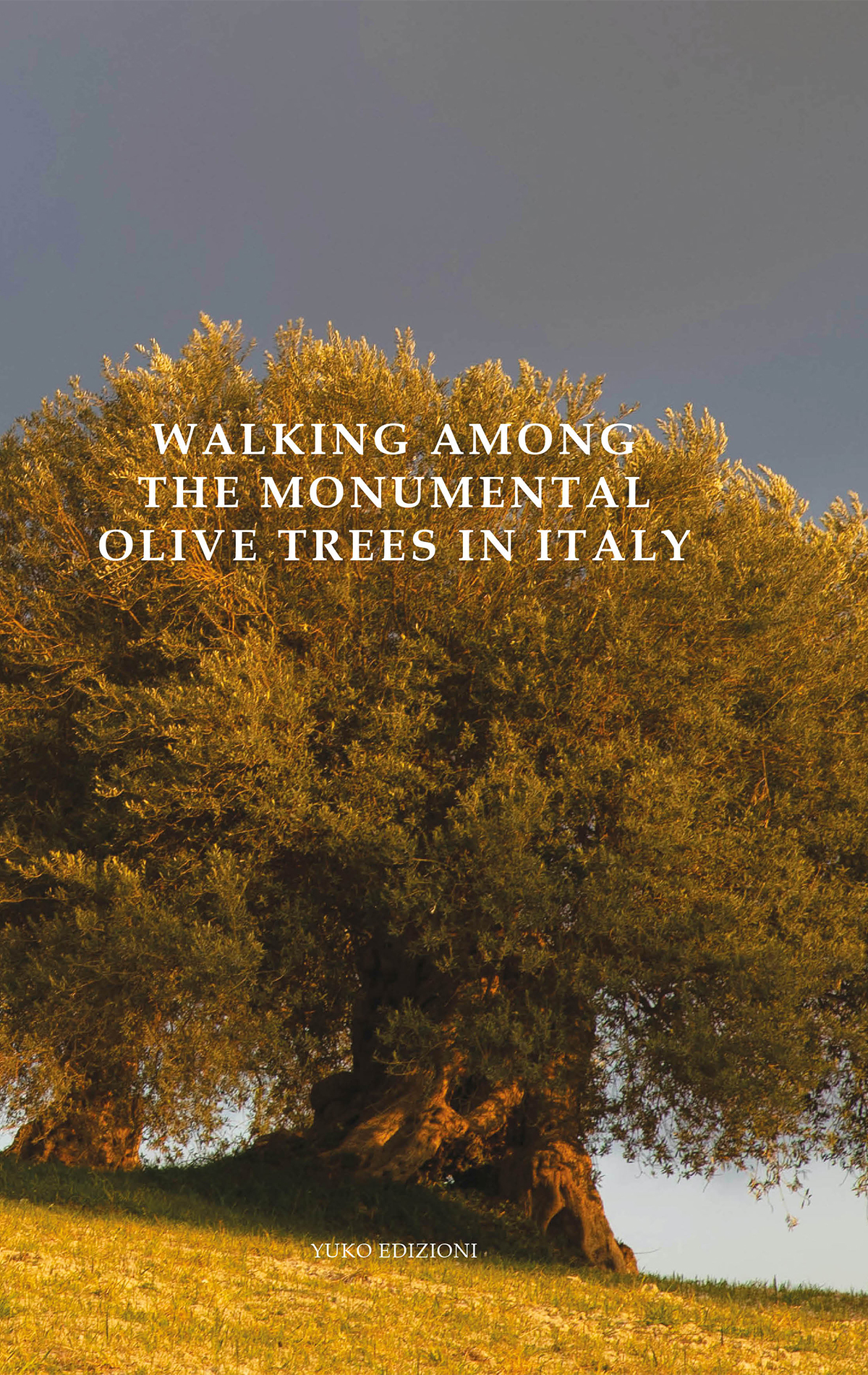 WALKING AMONG THE MONUMENTAL OLIVE TREES